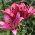 Gospodarstwo agroturystyczne "Pod Laskiem" (11.07.2017) / Krzysztof Bujnowicz / Radio Kielce