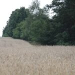 (20.07.2017) Gmina Raków. Raport Dnia: "Pyzówka" / Krzysztof Bujnowicz / Radio Kielce