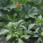 27.07.2017 - Święta Katarzyna - Zacisze - Raport Dnia / Krzysztof Bujnowicz / Radio Kielce