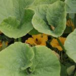 27.07.2017 - Święta Katarzyna - Zacisze - Raport Dnia / Krzysztof Bujnowicz / Radio Kielce