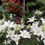 Gospodarstwo agroturystyczne "Pod Laskiem" (11.07.2017) / Krzysztof Bujnowicz / Radio Kielce