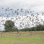 26.07.2017 - Brody - „Daleko od szosy” / Krzysztof Bujnowicz / Radio Kielce