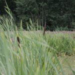 27.07.2017 - Święta Katarzyna - Zacisze - Raport Dnia / Krzysztof Bujnowicz / Radio Kielce