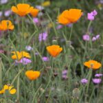 27.07.2017 - Święta Katarzyna - Zacisze - Raport Dnia / Krzysztof Bujnowicz / Radio Kielce