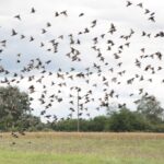 26.07.2017 - Brody - „Daleko od szosy” / Krzysztof Bujnowicz / Radio Kielce