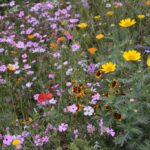 27.07.2017 - Święta Katarzyna - Zacisze - Raport Dnia / Krzysztof Bujnowicz / Radio Kielce