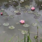 27.07.2017 - Święta Katarzyna - Zacisze - Raport Dnia / Krzysztof Bujnowicz / Radio Kielce