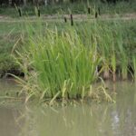 27.07.2017 - Święta Katarzyna - Zacisze - Raport Dnia / Krzysztof Bujnowicz / Radio Kielce