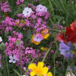 27.07.2017 - Święta Katarzyna - Zacisze - Raport Dnia / Krzysztof Bujnowicz / Radio Kielce