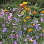 27.07.2017 - Święta Katarzyna - Zacisze - Raport Dnia / Krzysztof Bujnowicz / Radio Kielce