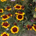 27.07.2017 - Święta Katarzyna - Zacisze - Raport Dnia / Krzysztof Bujnowicz / Radio Kielce