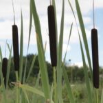 27.07.2017 - Święta Katarzyna - Zacisze - Raport Dnia / Krzysztof Bujnowicz / Radio Kielce