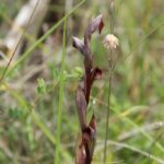29.07.2017 - Muzyczne Podróże Przez Świat - Korfu / Jarosław Sułek