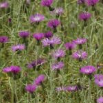 29.07.2017 - Muzyczne Podróże Przez Świat - Korfu / Jarosław Sułek