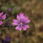 29.07.2017 - Muzyczne Podróże Przez Świat - Korfu / Jarosław Sułek