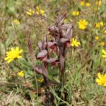 29.07.2017 - Muzyczne Podróże Przez Świat - Korfu / Jarosław Sułek