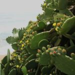 29.07.2017 - Muzyczne Podróże Przez Świat - Korfu / Jarosław Sułek