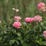 29.07.2017 - Muzyczne Podróże Przez Świat - Korfu / Jarosław Sułek