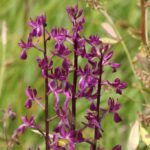 29.07.2017 - Muzyczne Podróże Przez Świat - Korfu / Jarosław Sułek