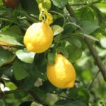 29.07.2017 - Muzyczne Podróże Przez Świat - Korfu / Jarosław Sułek