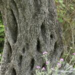 29.07.2017 - Muzyczne Podróże Przez Świat - Korfu / Jarosław Sułek