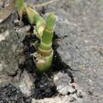 29.07.2017 - Muzyczne Podróże Przez Świat - Korfu / Jarosław Sułek