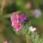 29.07.2017 - Muzyczne Podróże Przez Świat - Korfu / Jarosław Sułek