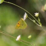 29.07.2017 - Muzyczne Podróże Przez Świat - Korfu / Jarosław Sułek