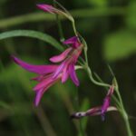 29.07.2017 - Muzyczne Podróże Przez Świat - Korfu / Jarosław Sułek