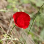 29.07.2017 - Muzyczne Podróże Przez Świat - Korfu / Jarosław Sułek