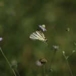 29.07.2017 - Muzyczne Podróże Przez Świat - Korfu / Jarosław Sułek