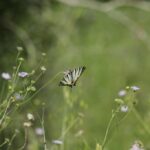 29.07.2017 - Muzyczne Podróże Przez Świat - Korfu / Jarosław Sułek