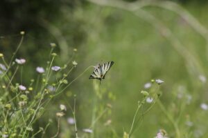 29.07.2017 - Muzyczne Podróże Przez Świat - Korfu / Jarosław Sułek