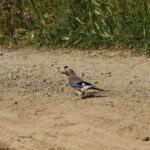 29.07.2017 - Muzyczne Podróże Przez Świat - Korfu / Jarosław Sułek