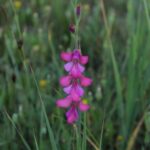 29.07.2017 - Muzyczne Podróże Przez Świat - Korfu / Jarosław Sułek