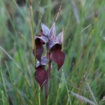 29.07.2017 - Muzyczne Podróże Przez Świat - Korfu / Jarosław Sułek