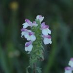 29.07.2017 - Muzyczne Podróże Przez Świat - Korfu / Jarosław Sułek