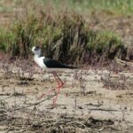 29.07.2017 - Muzyczne Podróże Przez Świat - Korfu / Jarosław Sułek