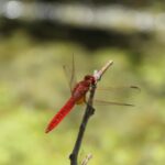 29.07.2017 - Muzyczne Podróże Przez Świat - Korfu / Jarosław Sułek