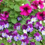 29.07.2017 - Muzyczne Podróże Przez Świat - Korfu / Jarosław Sułek