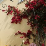 29.07.2017 - Muzyczne Podróże Przez Świat - Korfu / Jarosław Sułek