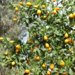 29.07.2017 - Muzyczne Podróże Przez Świat - Korfu / Jarosław Sułek