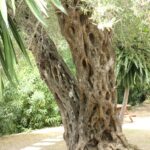 29.07.2017 - Muzyczne Podróże Przez Świat - Korfu / Jarosław Sułek