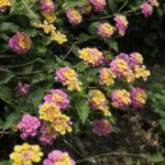 29.07.2017 - Muzyczne Podróże Przez Świat - Korfu / Jarosław Sułek