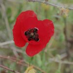 29.07.2017 - Muzyczne Podróże Przez Świat - Korfu / Jarosław Sułek