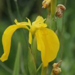 29.07.2017 - Muzyczne Podróże Przez Świat - Korfu / Jarosław Sułek