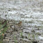 29.07.2017 - Muzyczne Podróże Przez Świat - Korfu / Jarosław Sułek