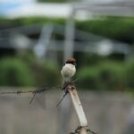 29.07.2017 - Muzyczne Podróże Przez Świat - Korfu / Jarosław Sułek