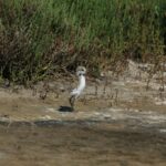 29.07.2017 - Muzyczne Podróże Przez Świat - Korfu / Jarosław Sułek