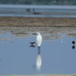 29.07.2017 - Muzyczne Podróże Przez Świat - Korfu - Czapla nadobna / Jarosław Sułek
